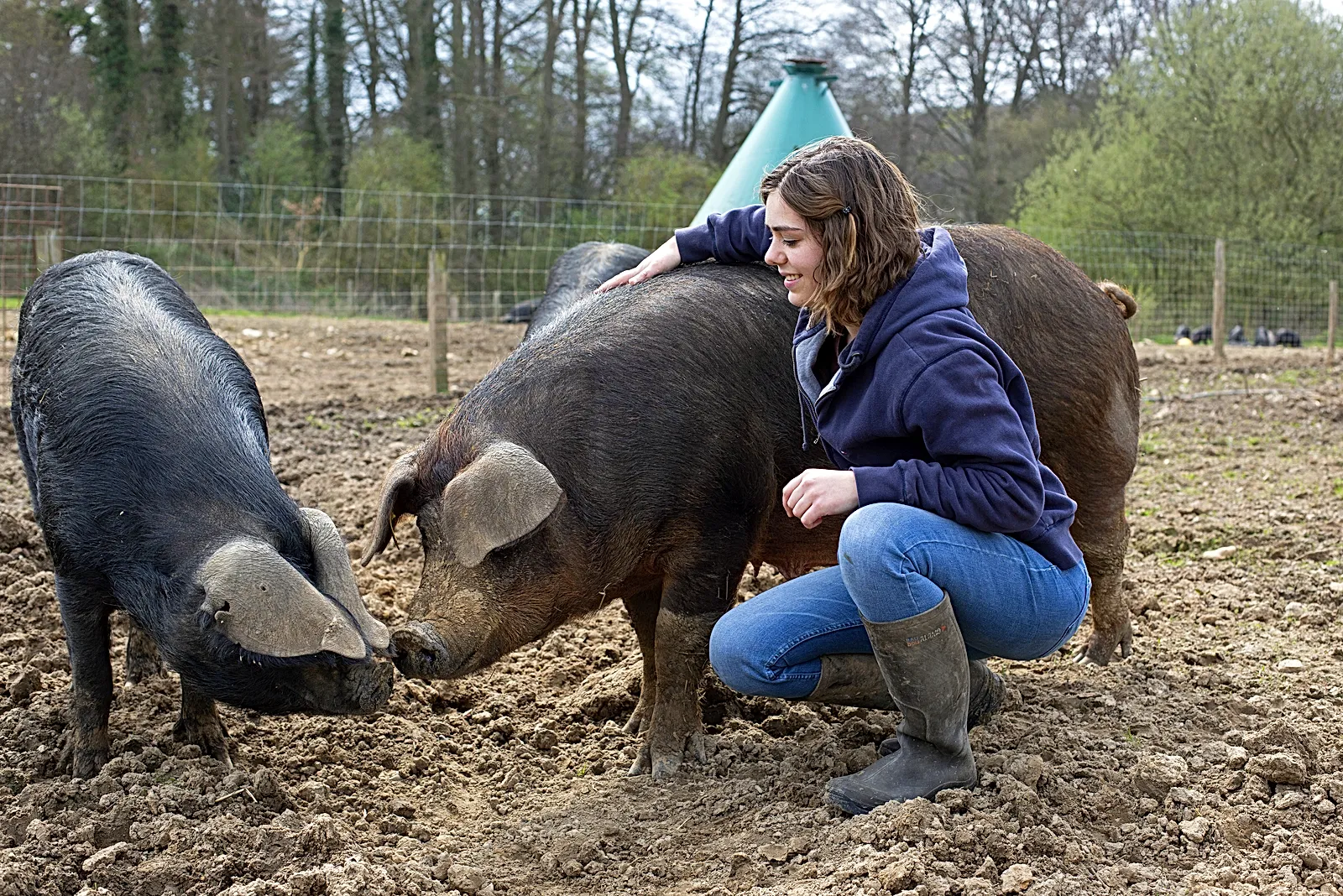 Des cochons gascon et duroc à la Ferme Hougerville, élevage de porc bio 